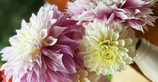 Dahlia Shipping Info