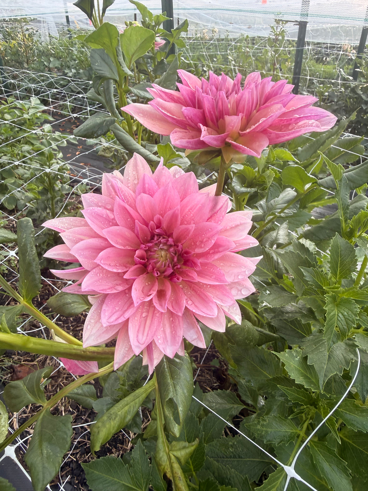Everbloom Rose