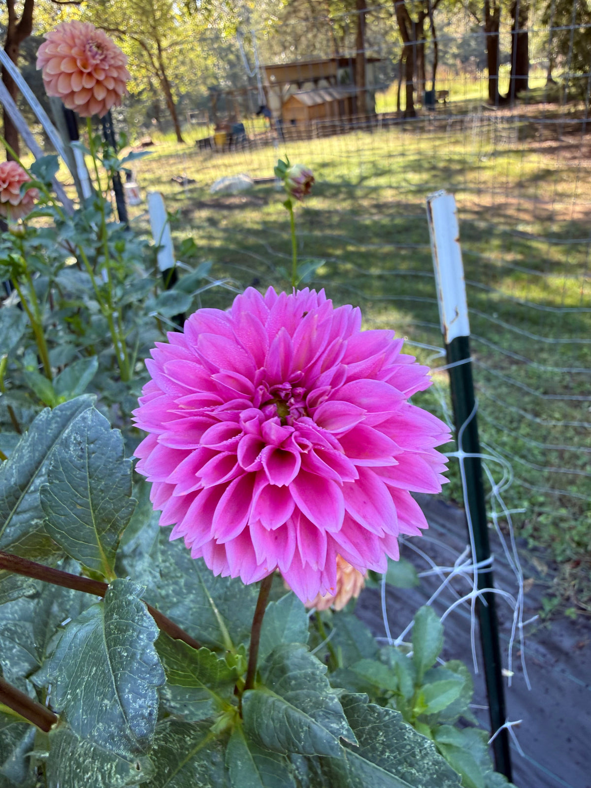 Pink Sylvia