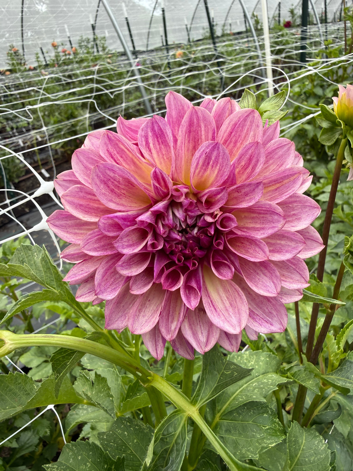 KA's® Cafe Mauve