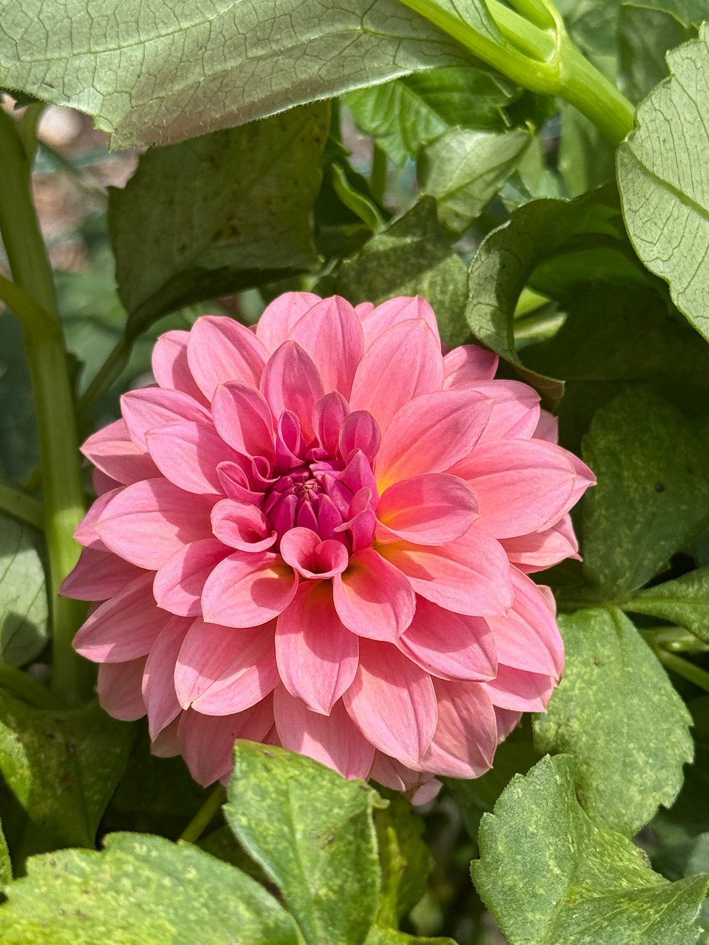 Lees Muava Guava