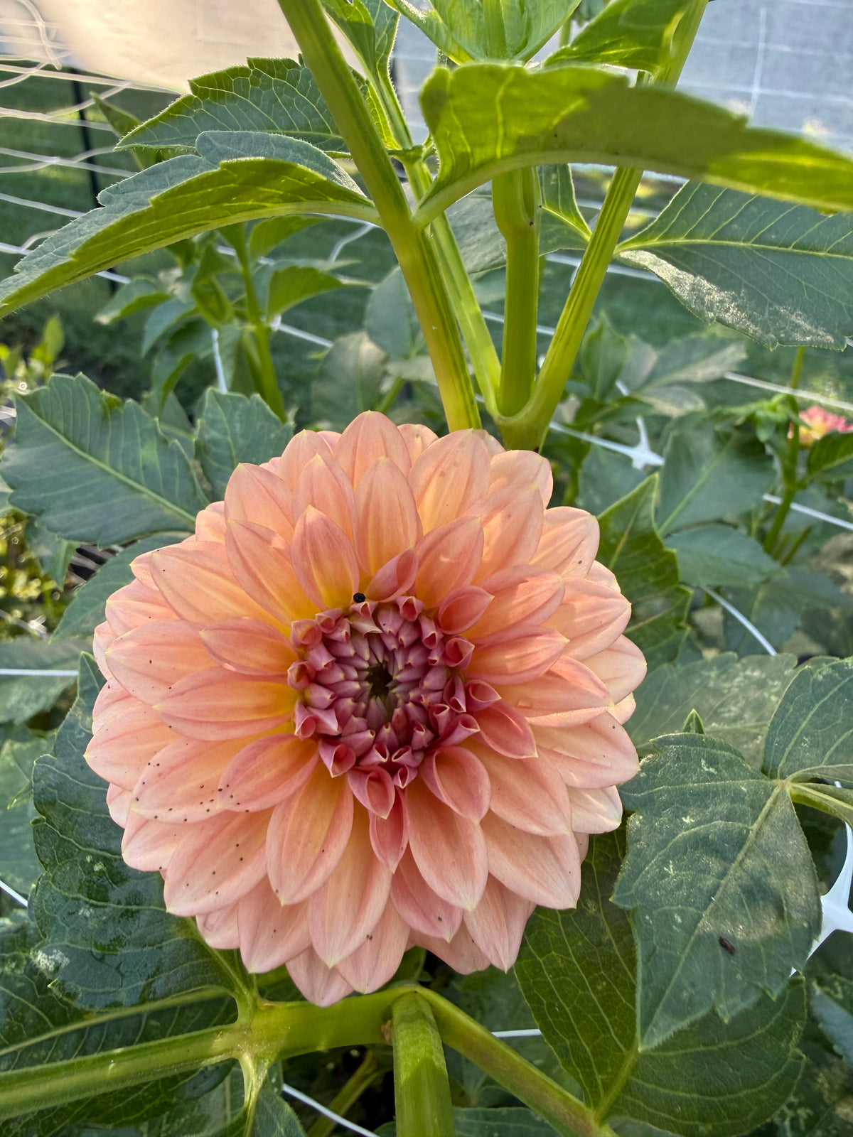 KA's® Peachy