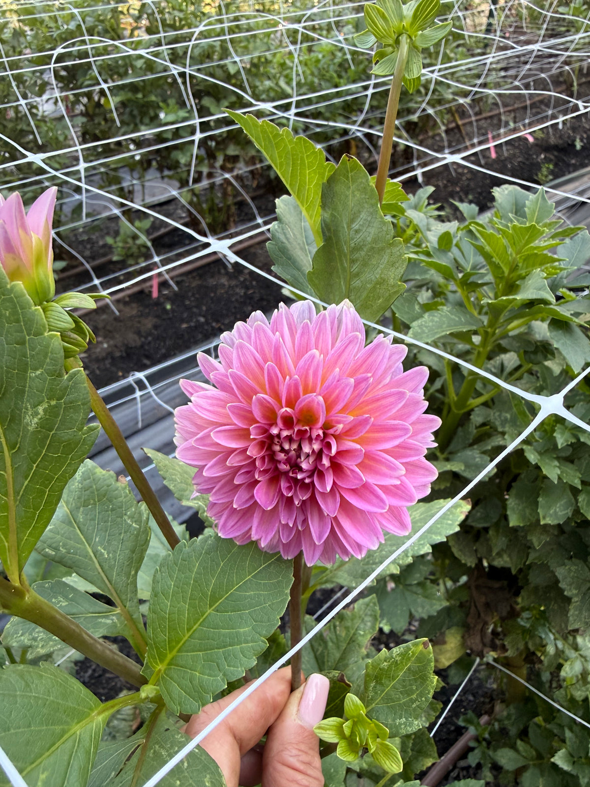 Double Apple Blossom