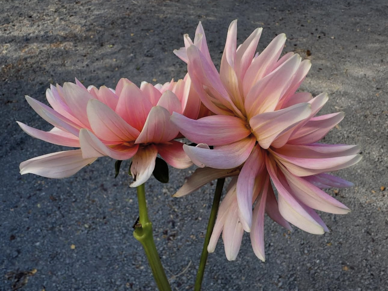 Gerrie Hoek