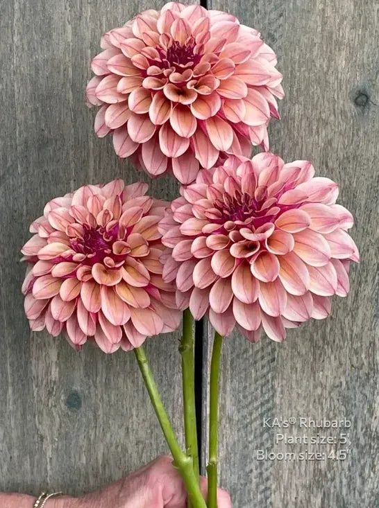 KA's® Rhubarb