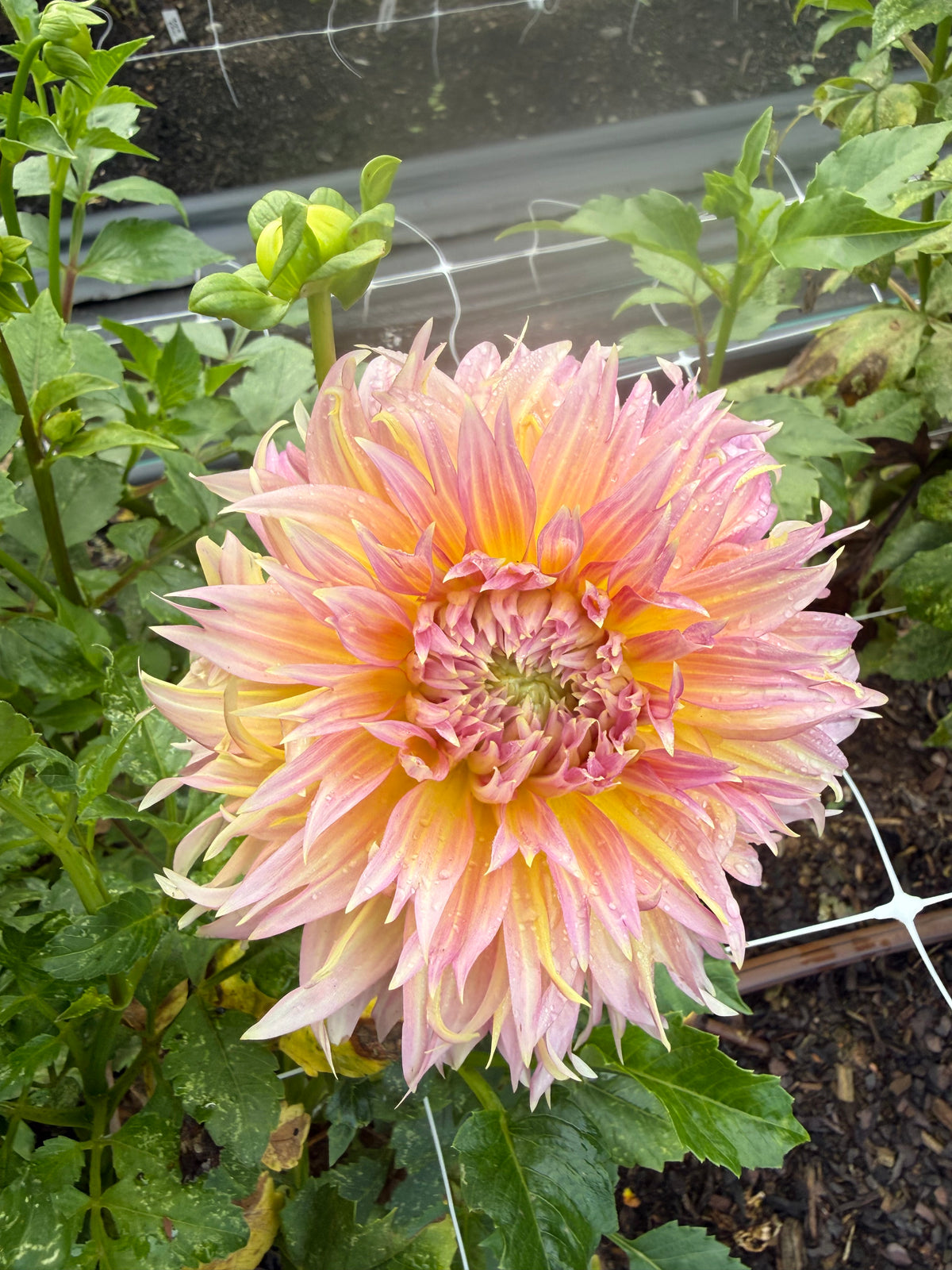 Summer Rain