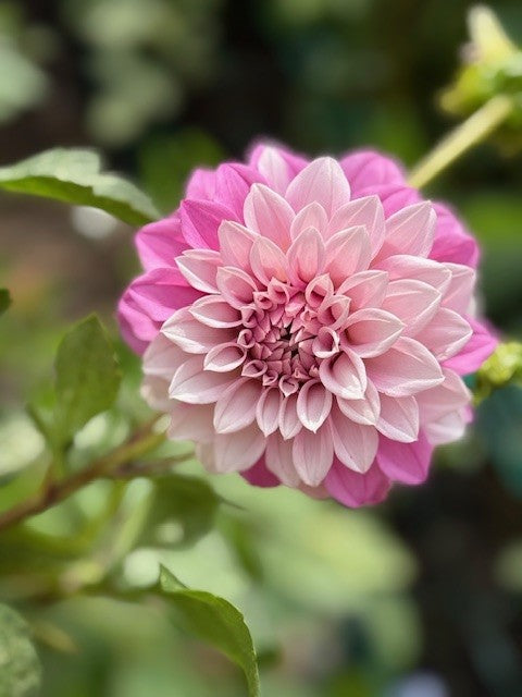 Bells Sweet Serendipity