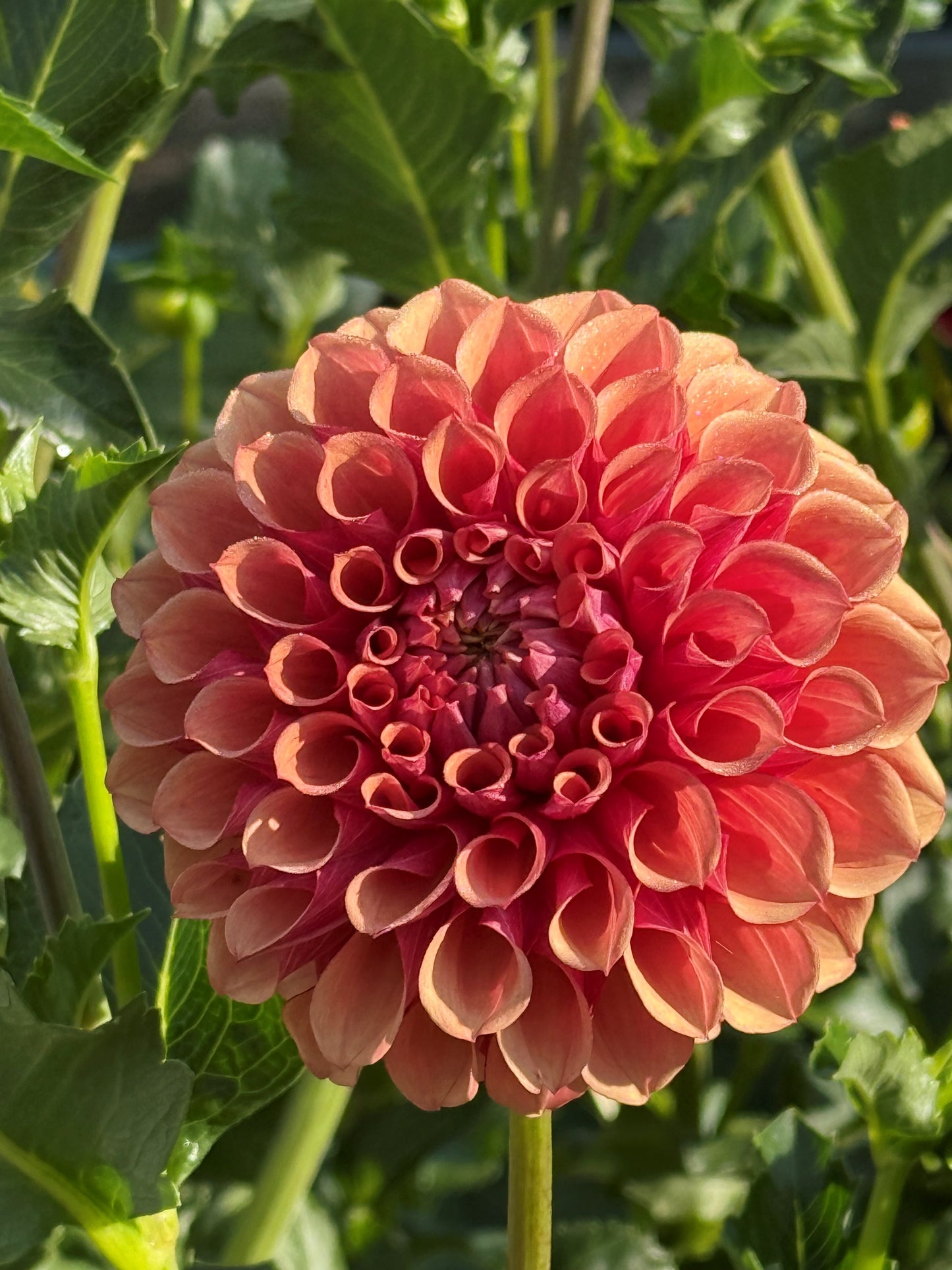 Burfoot Desert Rose