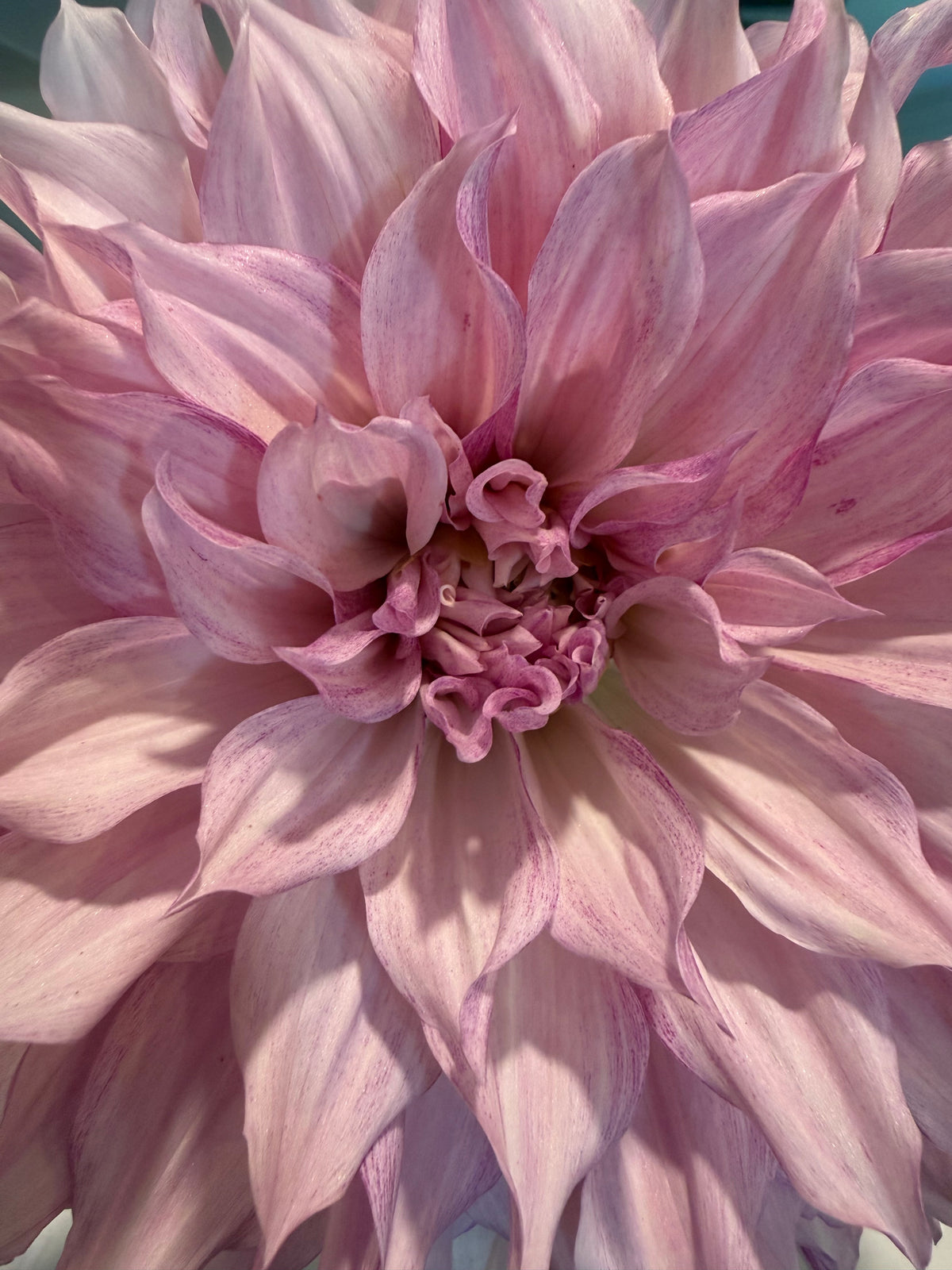 KA's® Lavender Blush