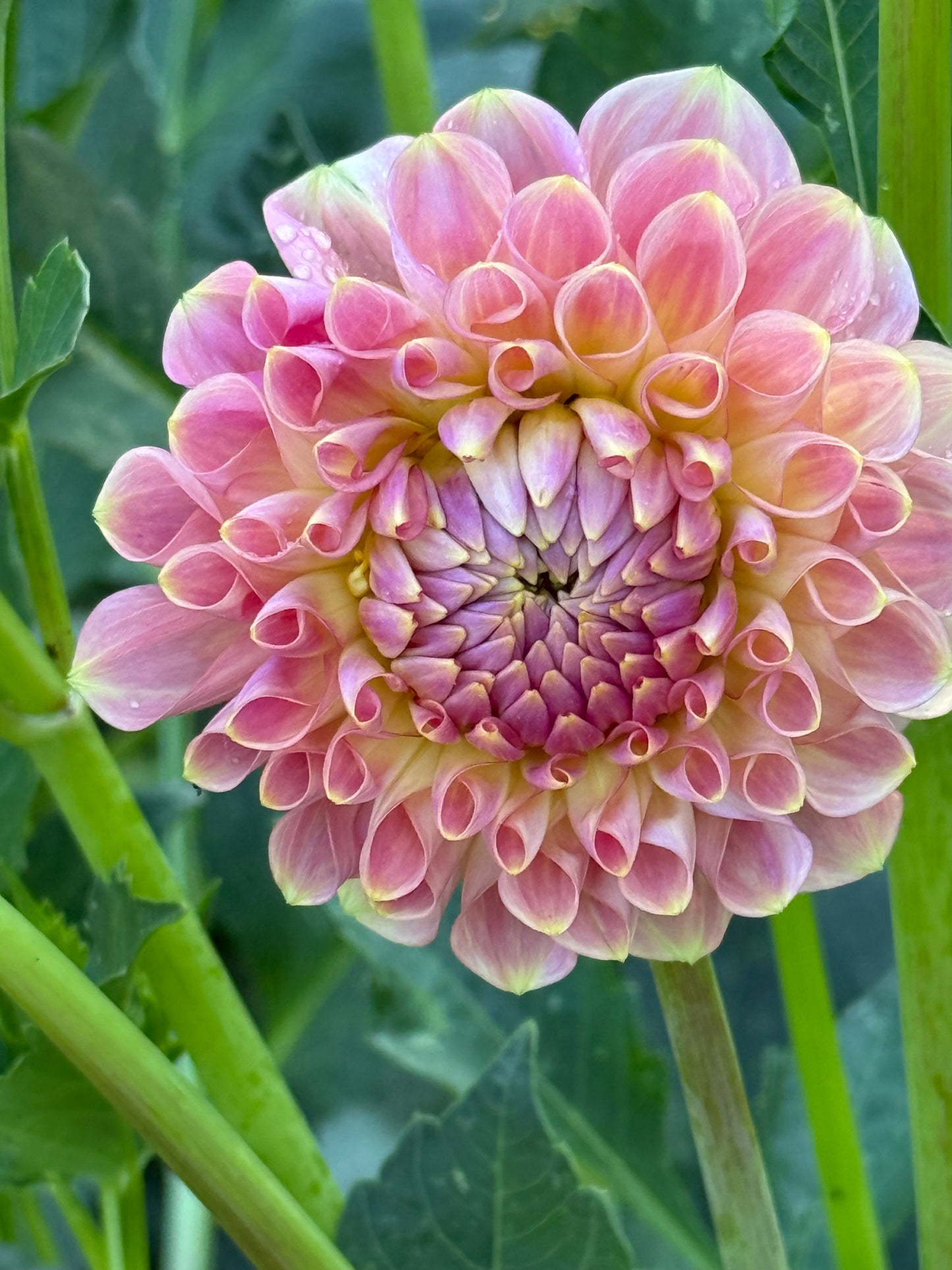 20th Avenue Softer Peach