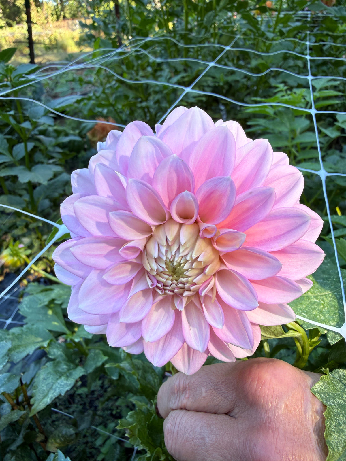 Pink NOID Dolce