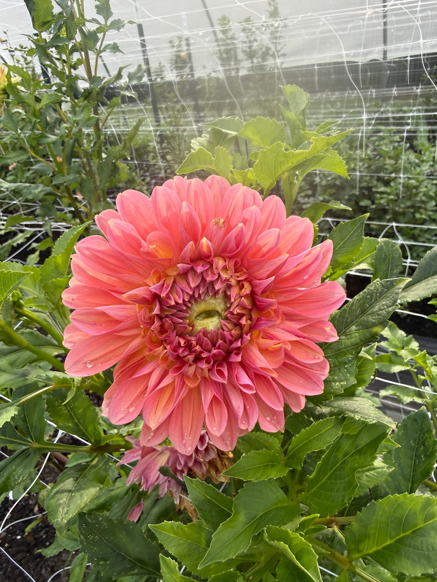 RM Peach Flair