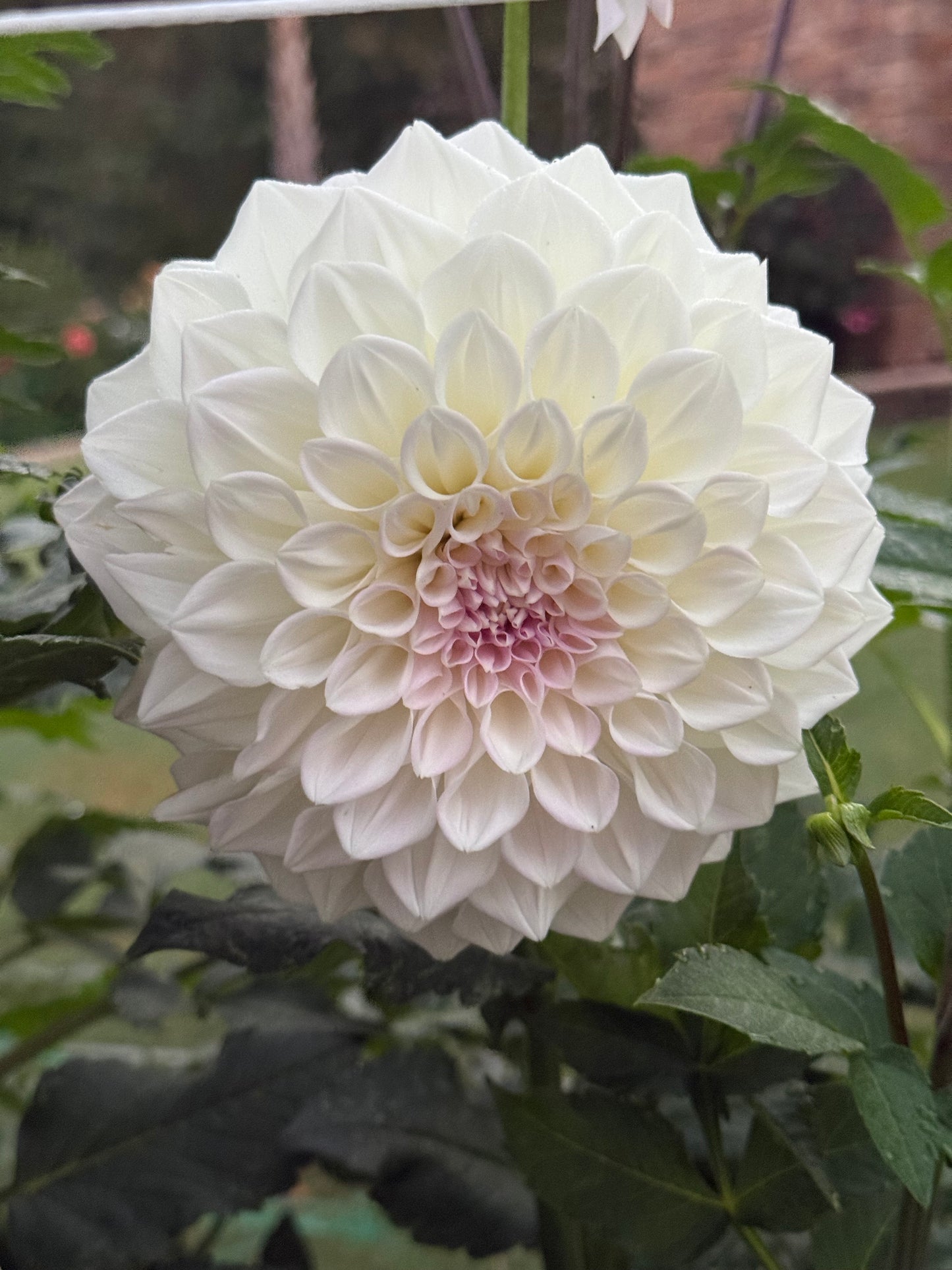 Lees Opal