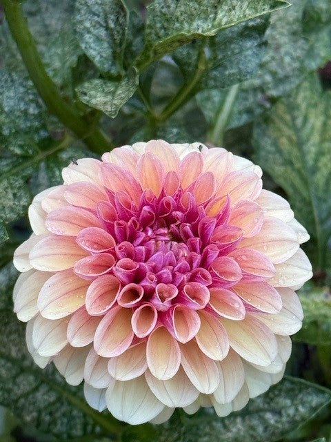 Lees Golden Raspberry