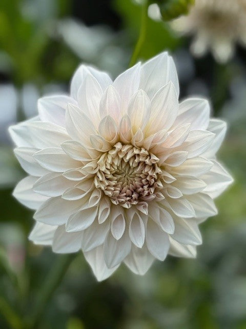 Marryns Mamawo & Poppo