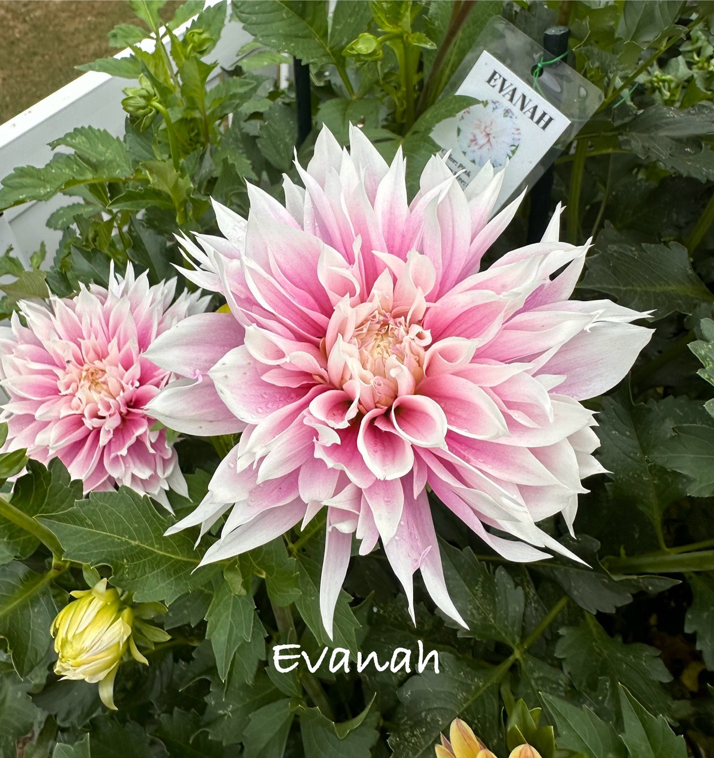 Evannah