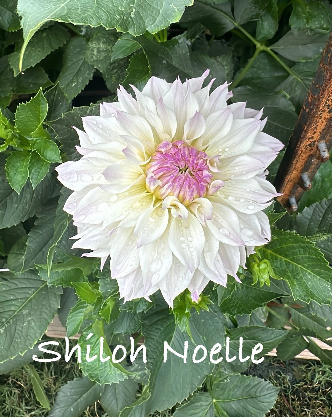 Shiloh Noelle
