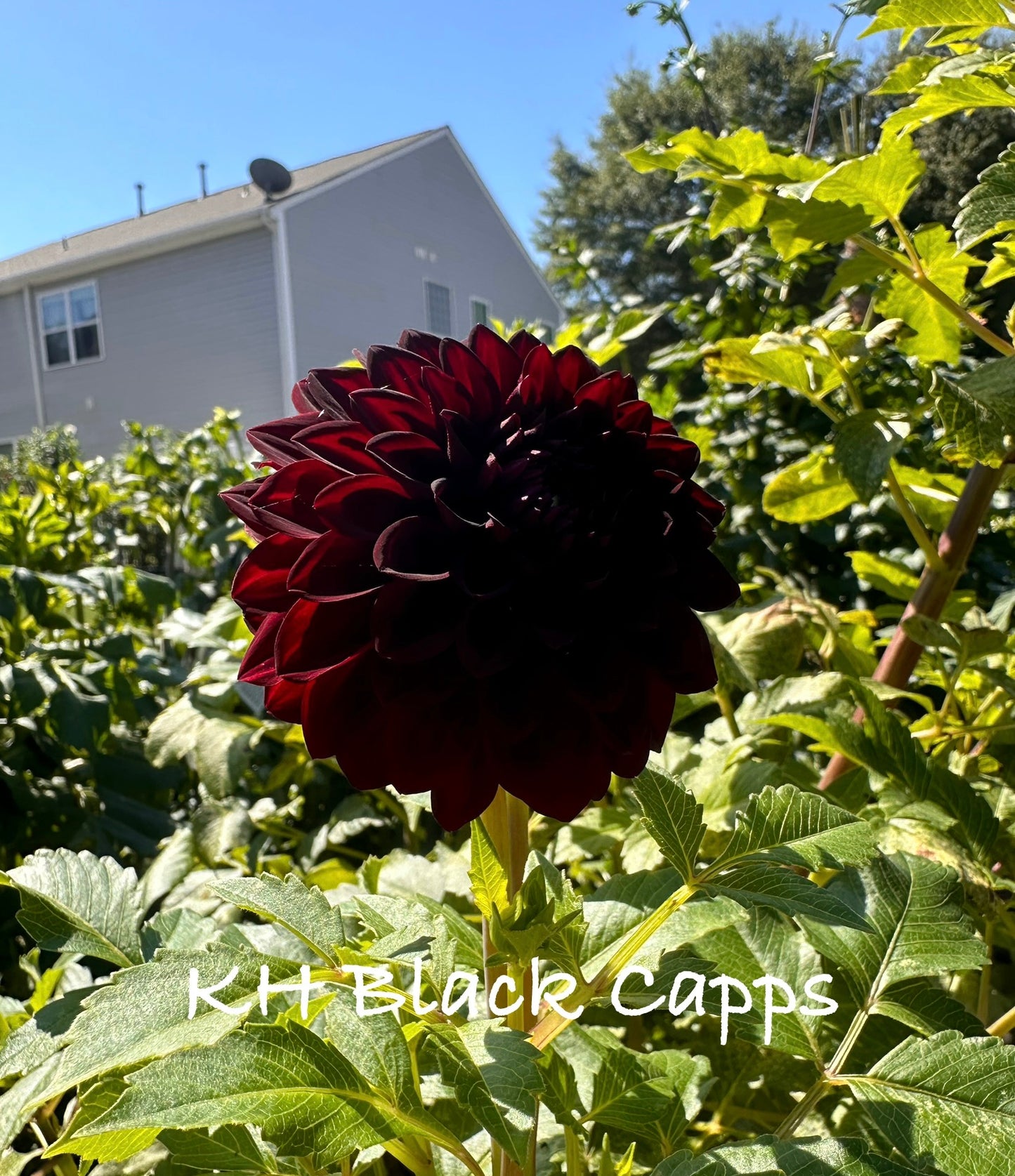 KH Black Capps
