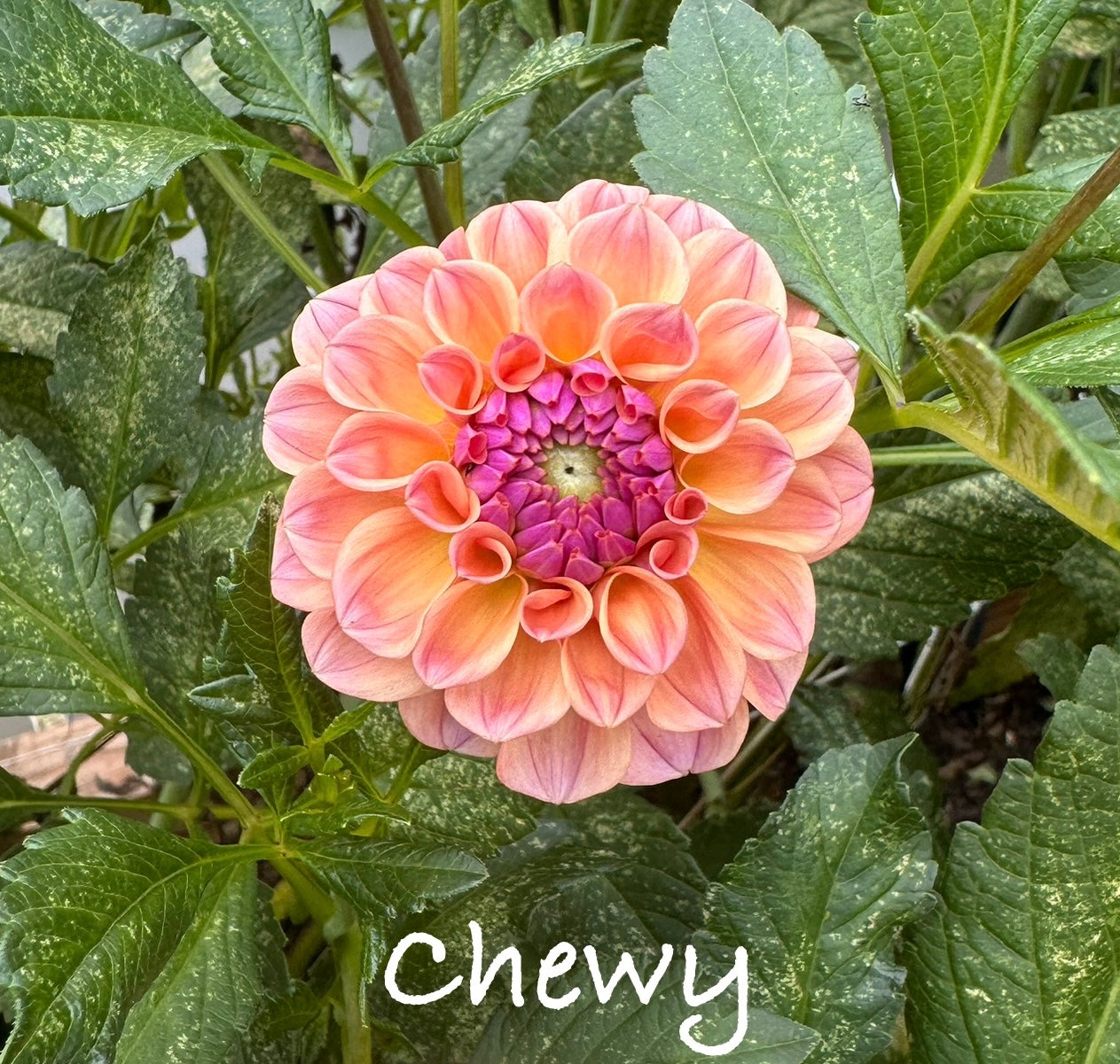 Chewy