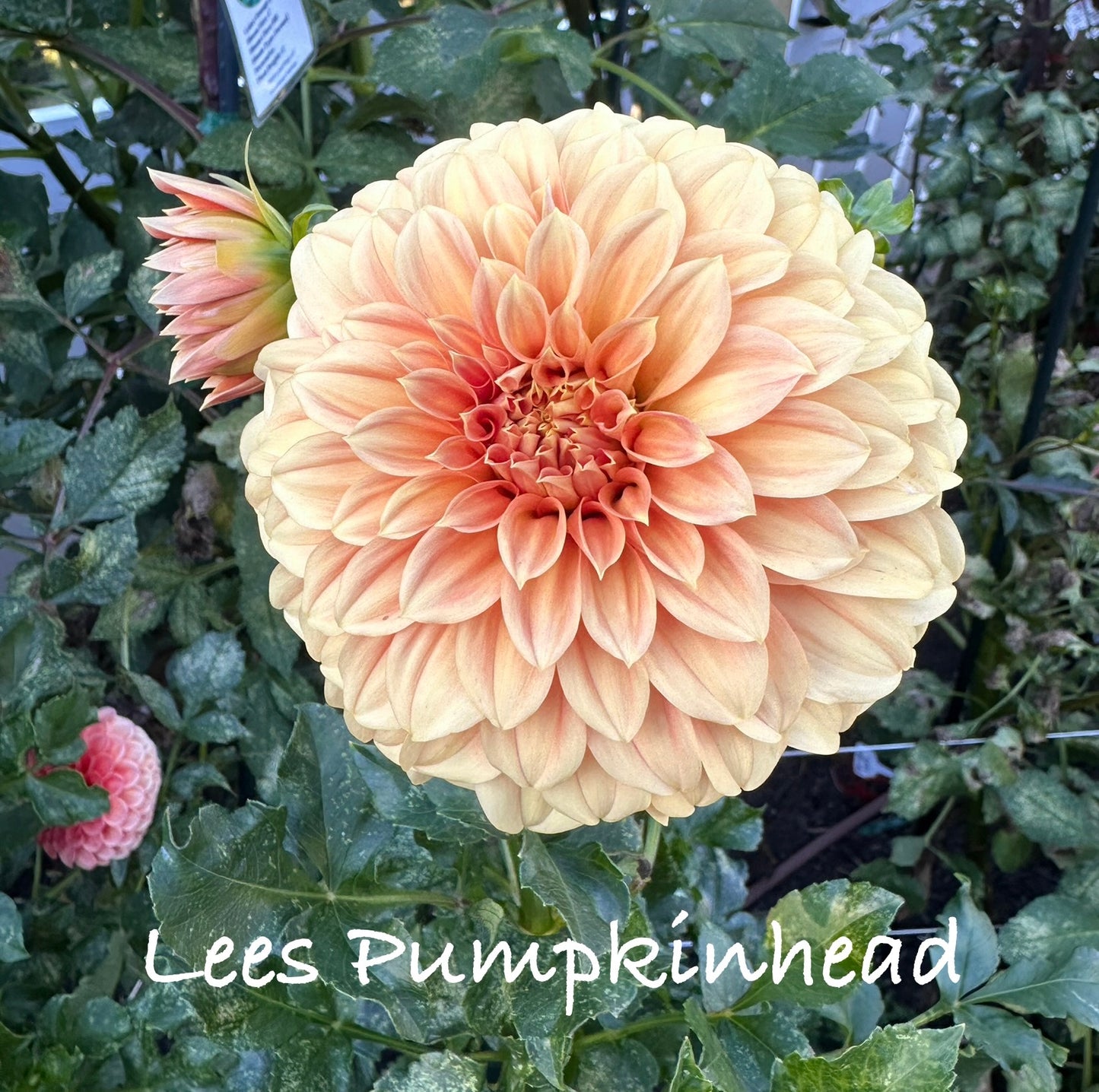 Lees Pumpkinhead