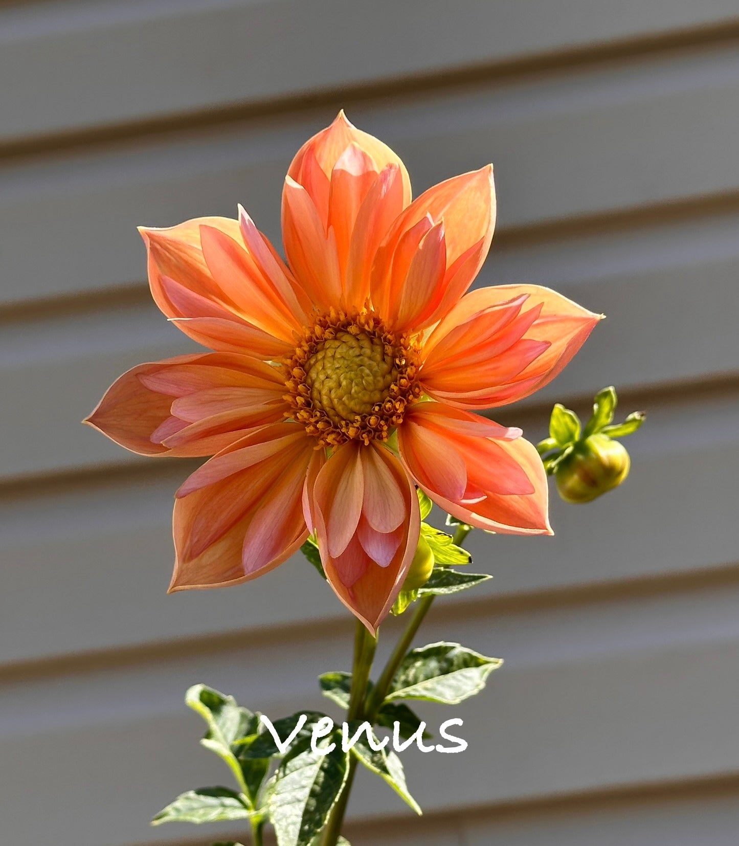 Venus