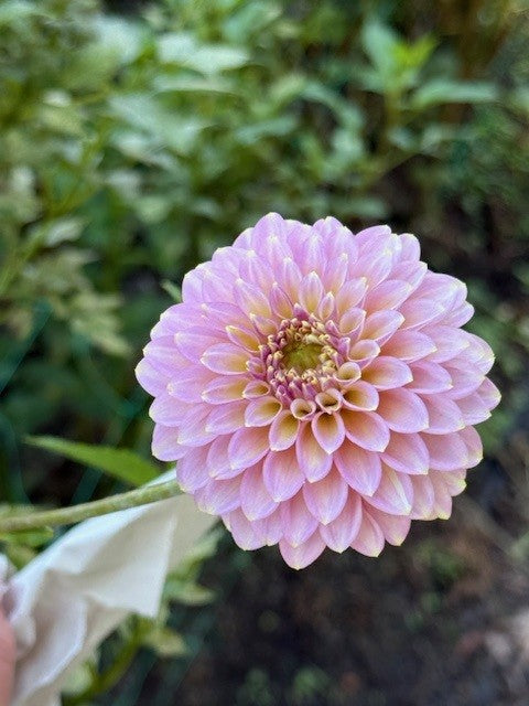 Skipley Spot of Gold