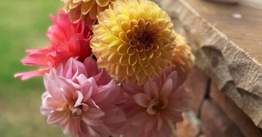 Dahlia Care & Growing Info