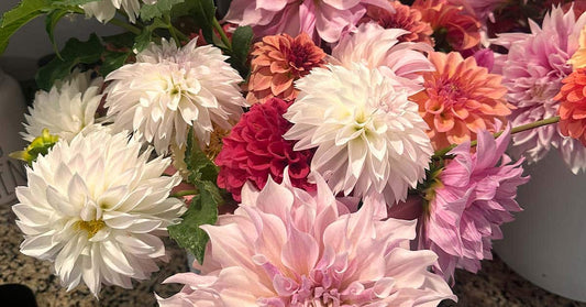 Dahlia Ordering Options