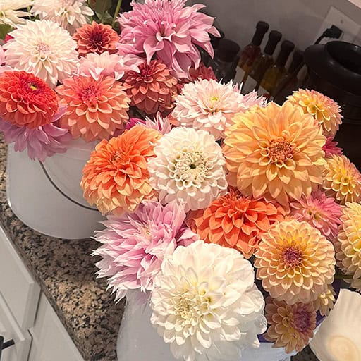 Dahlia Tubers