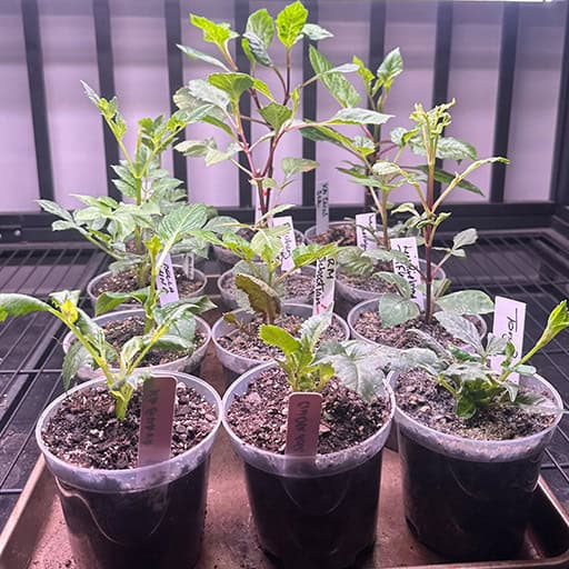 Dahlia Rooted Cuttings