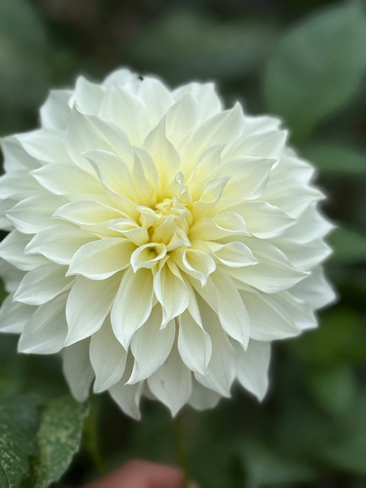 Cafe Au Lait Supreme