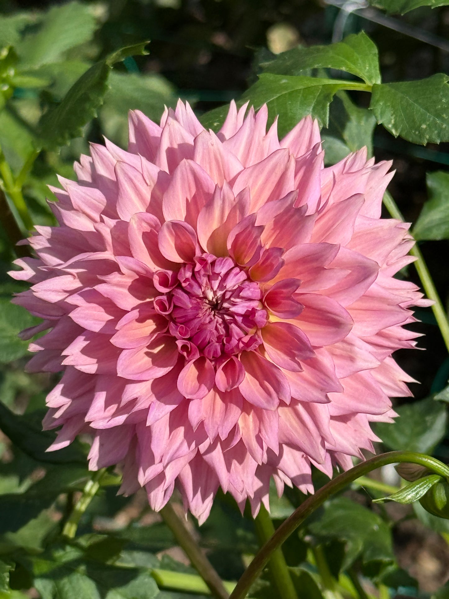 La Belle Epoque