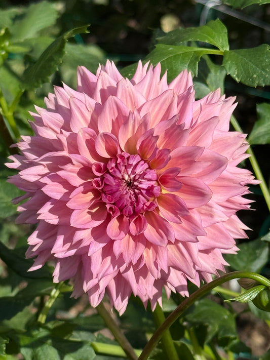 La Belle Epoque