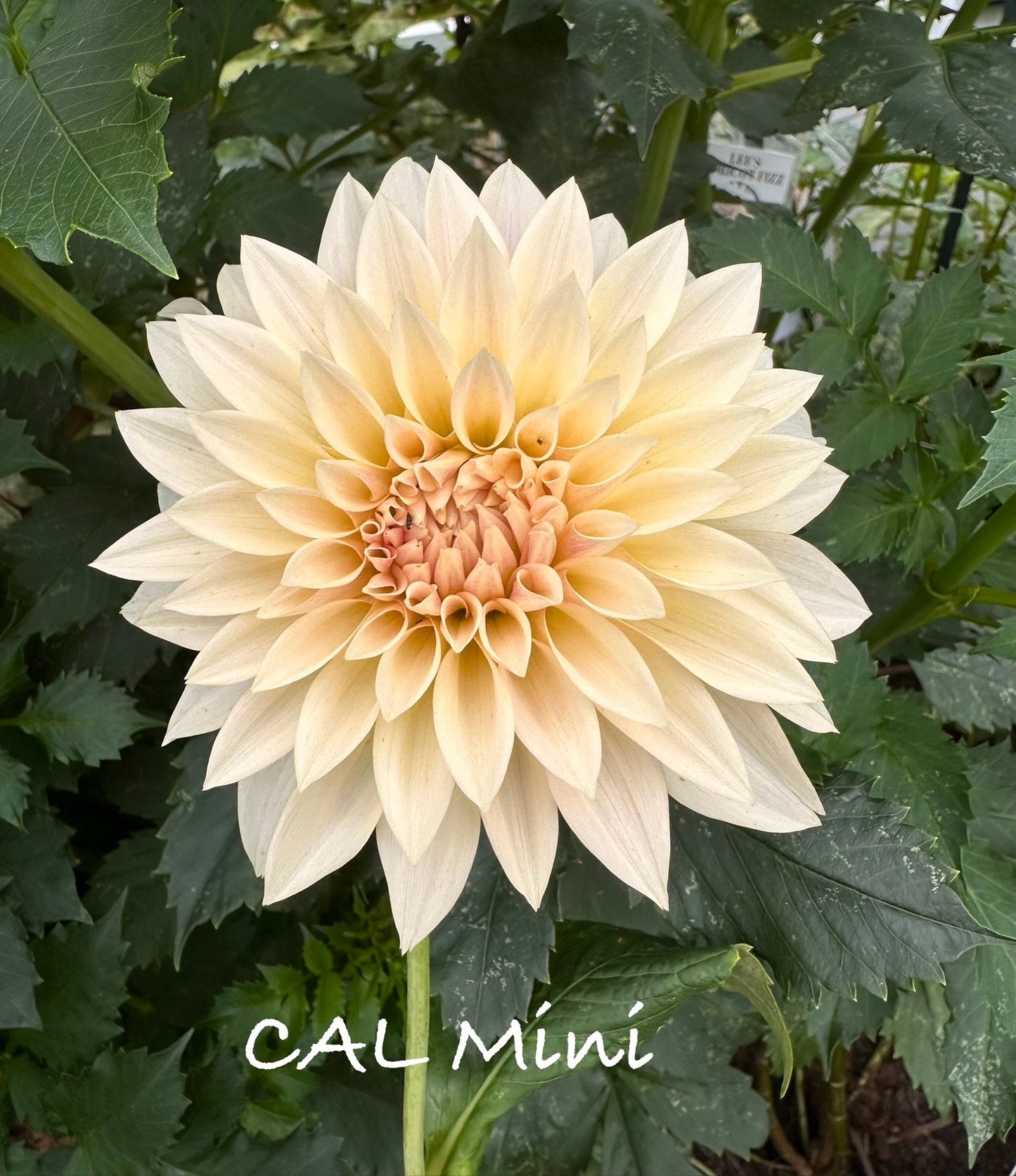 Cafe Au Lait Mini/Jolene