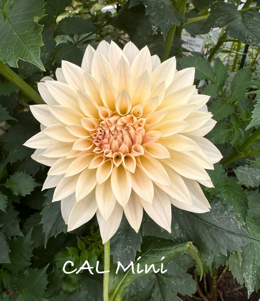 Cafe Au Lait Mini/Jolene