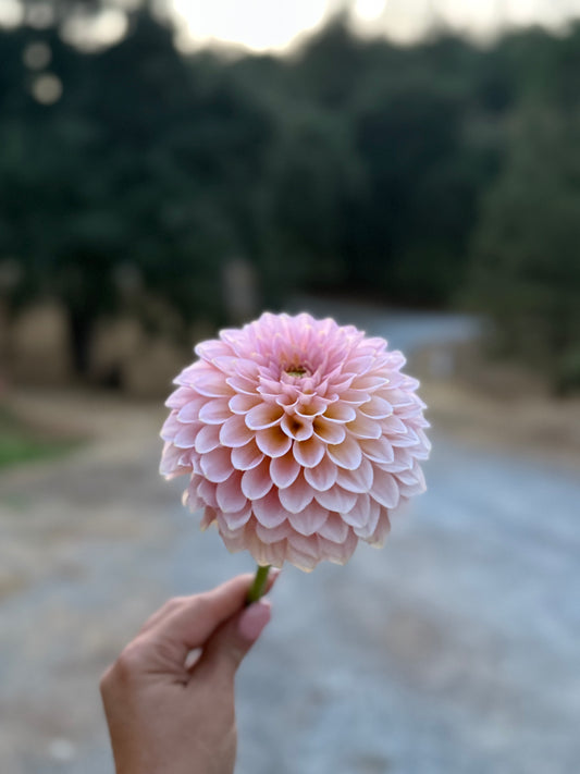 20th Avenue Pink Cloud