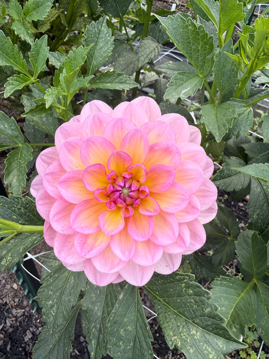 Sandia Rose