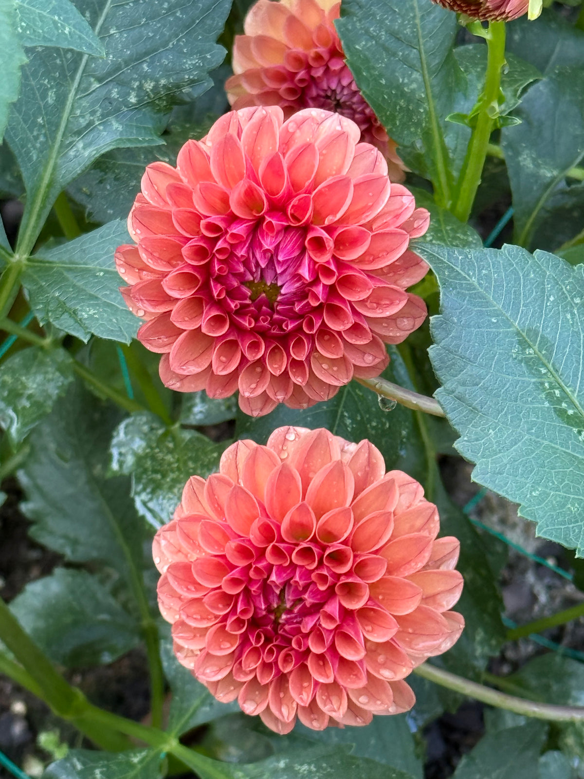 KA's® Blood Orange