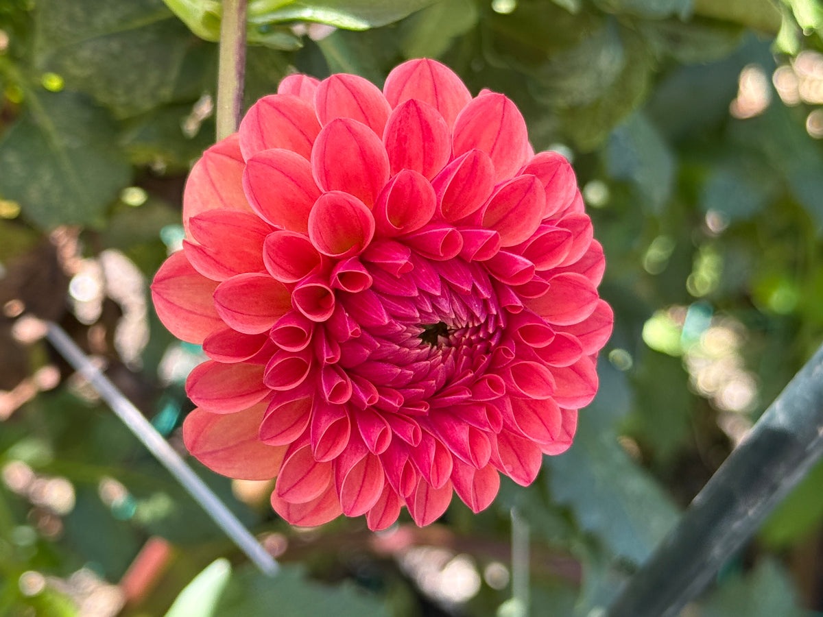 KA's® Blood Orange