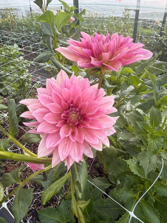 Everbloom Rose