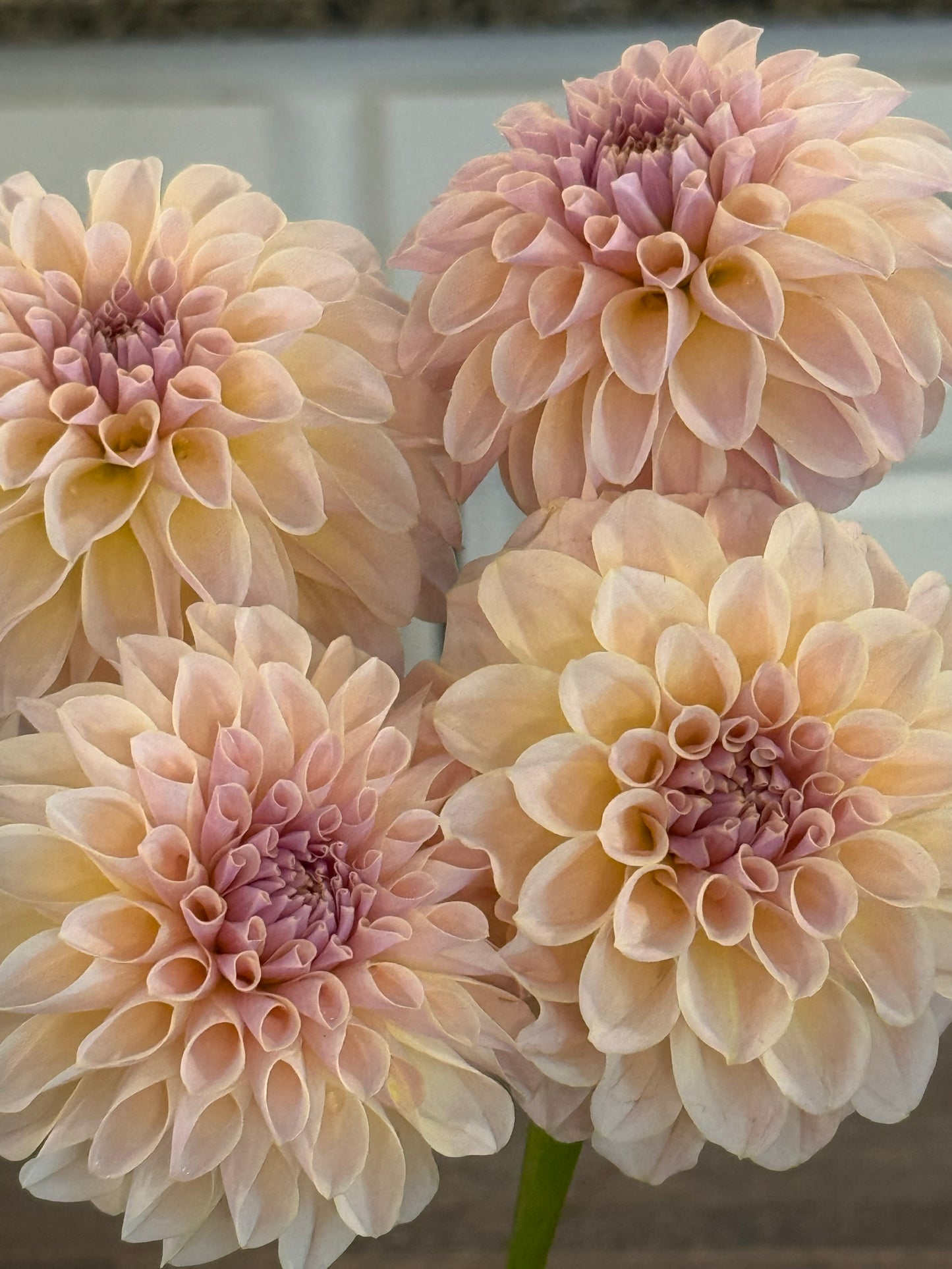 KA's® Cinder Rose