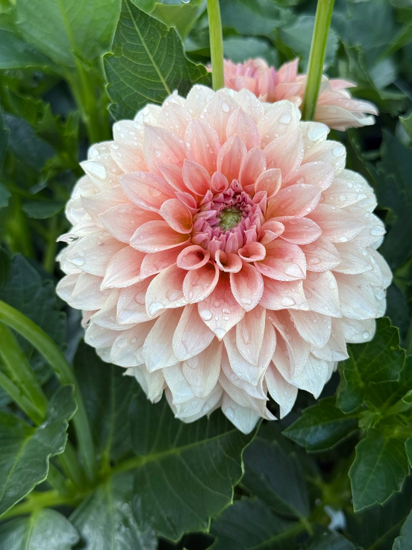 RM Peachy Pink
