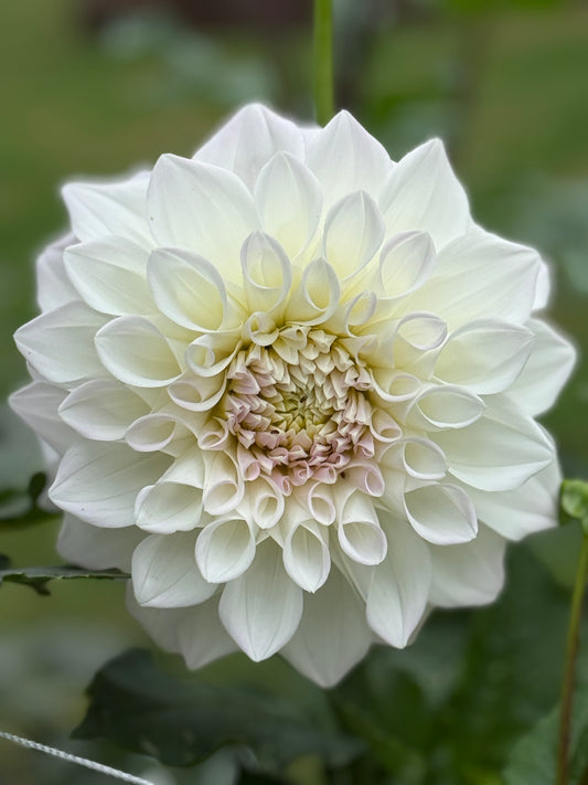 Lees Opal