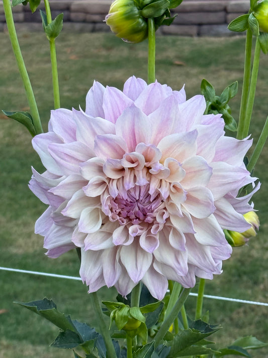 KA's® Chiffon