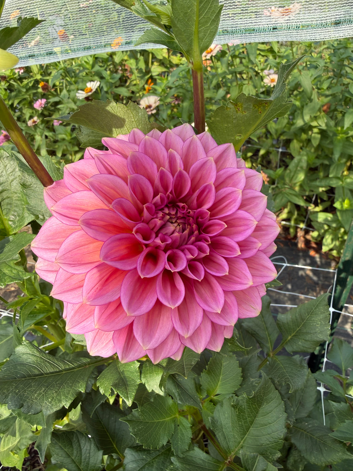 Florelie Guava