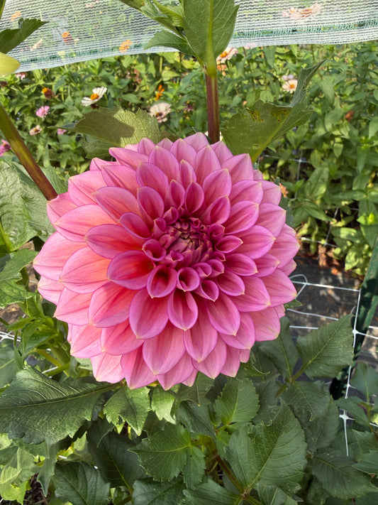 Florelie Guava