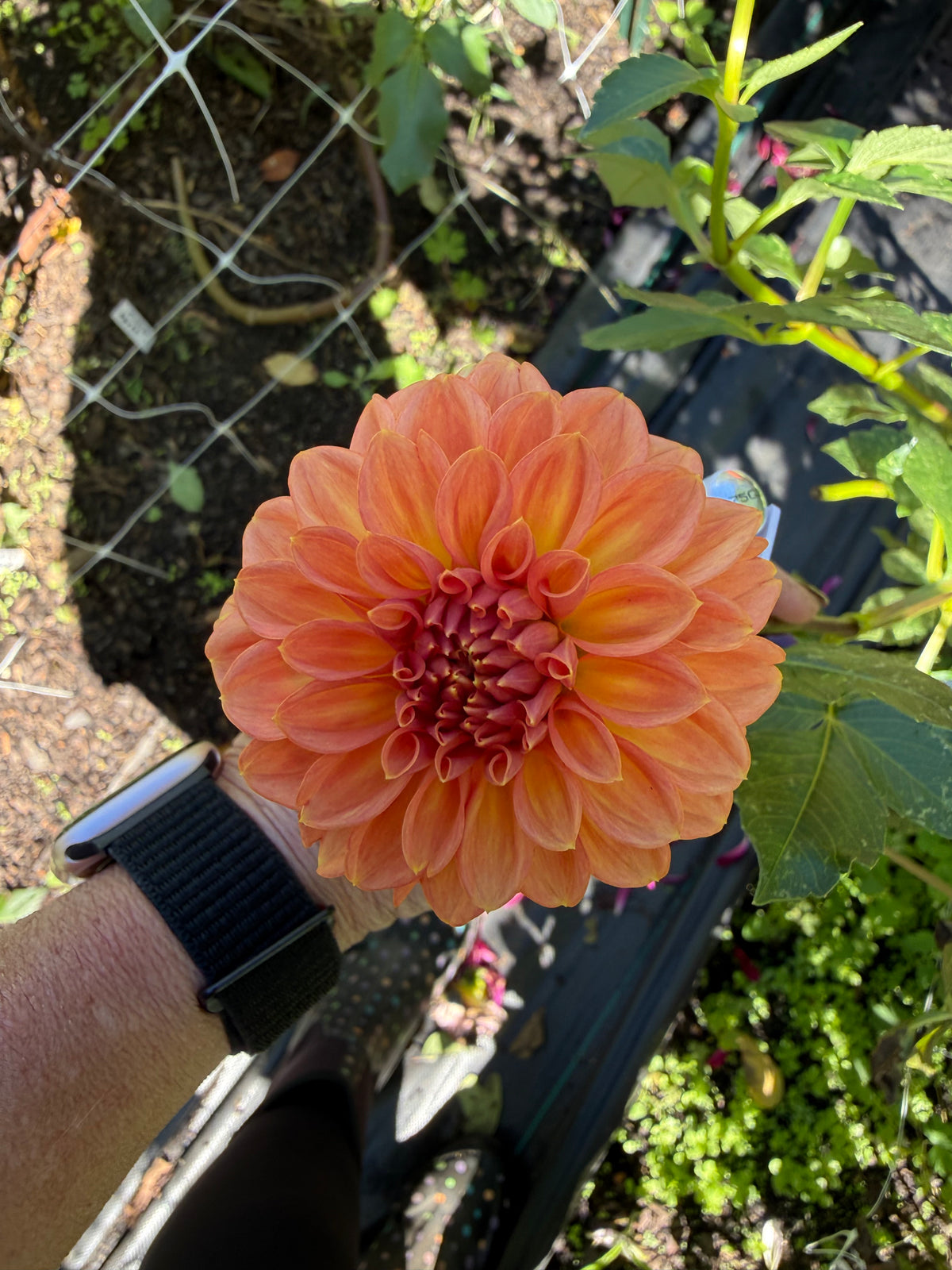 Ferncliff Apricot