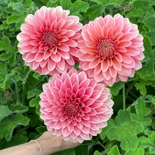 KA's® Guava
