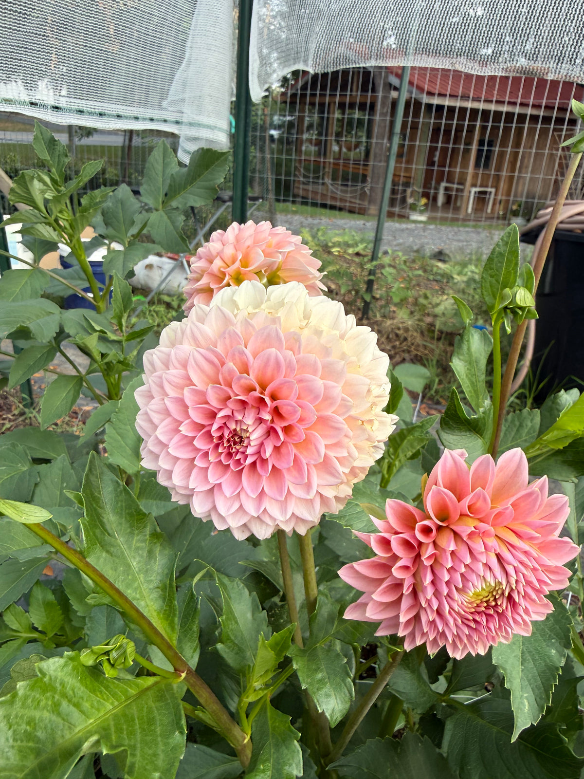 Araluen Leatrice
