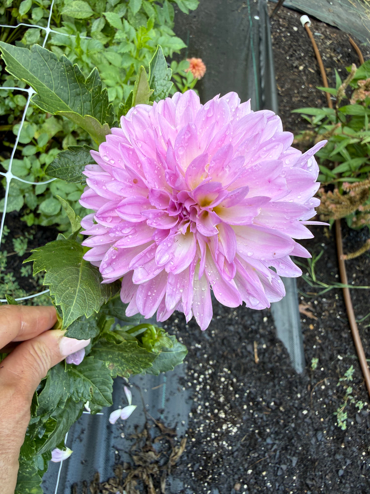 Pink Ardour